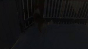 Воспитание щенка ЗСЛ лайки для охоты /3.5 месяца