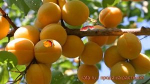 Абрикос обыкновенный Лель (prunus armeniaca lel) ? Лель обзор: как сажать, саженцы абрикоса Лель