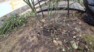 Плетистые розы после зимы🌹