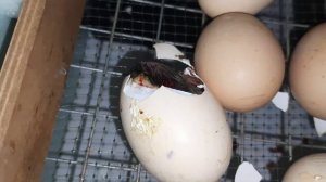 Инкубация двухжелтковых яйц.