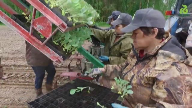 капуста2017 смотреть онлайн