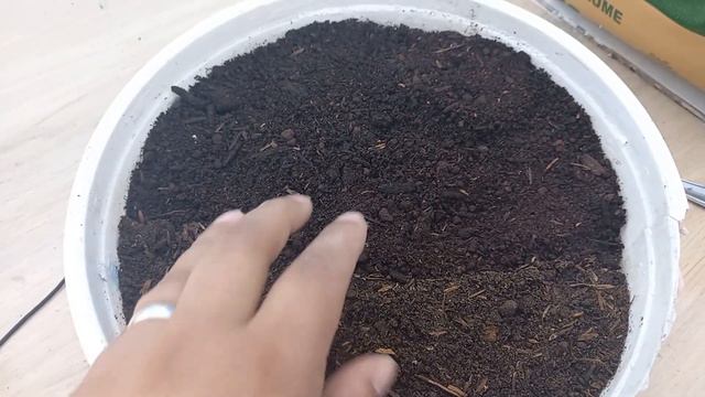 COMO DEIXAR SUA SUCULENTA ECHEVERIA GRANDE E TIRAR VARIAS MUDAS ATRAVES DAS HASTES FLORAIS. смотреть онлайн