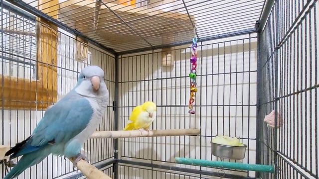 Quaker Parrot Talking Sound |Monk Parrot Talking