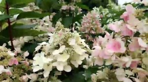 Гортензия Вимс Ред