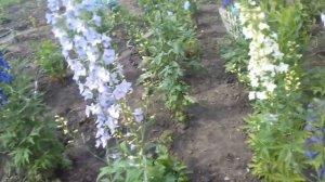 ДЕЛЬФИНИУМ . ОТ ПОСЕВА СЕМЯН ДО ЦВЕТЕНИЯ НА ВТОРОЙ ГОД.