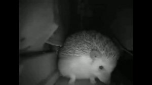 ежик чихнул и начал.. до слёз!!!