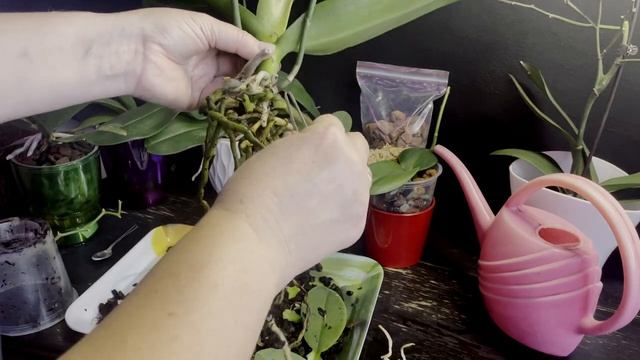 Орхидея Фантом! Настало время пересадки! смотреть онлайн