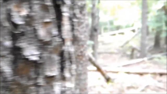 Forest Run смотреть онлайн
