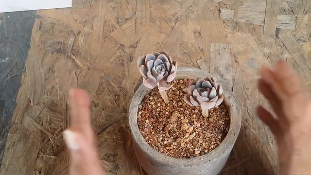 || ECHEVERIA cv. PRETTY IN PINK || CARE TIPS || смотреть онлайн