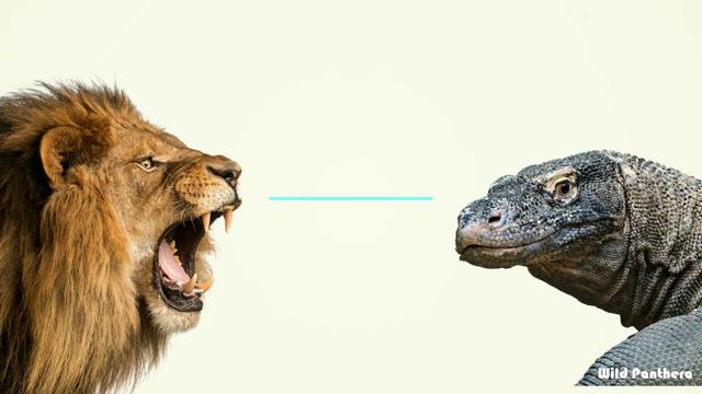 Komodo Dragon VS Lion - Lion VS Komodo Dragon Who Would Win смотреть онлайн
