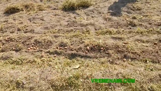 Копка картошки мотоблоком Зубр 8 л.с. смотреть онлайн
