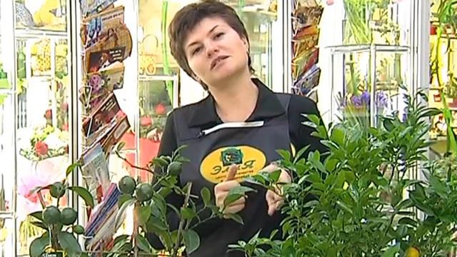 11 10 ЦВЕТЫ смотреть онлайн