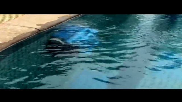 Робот очиститель для бассейна, мокасины 200 с кабелем 15 м и тележкой caddy большого бассейна смотреть онлайн