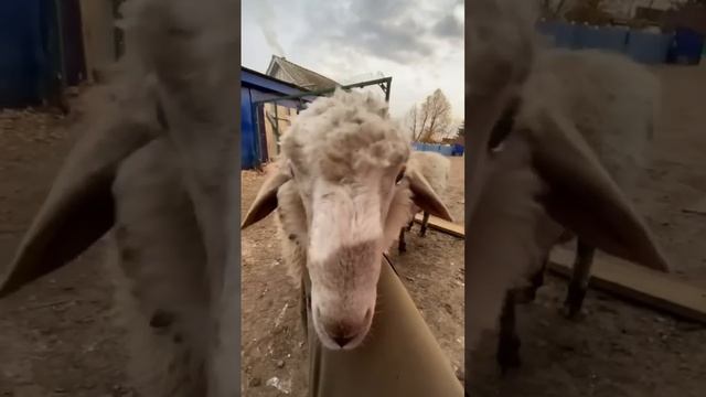 Барашек Рокки оборзел смотреть онлайн