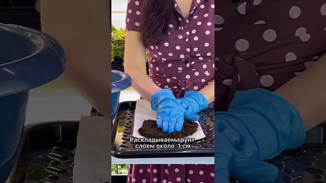 Посев лука-порея в улитку смотреть онлайн