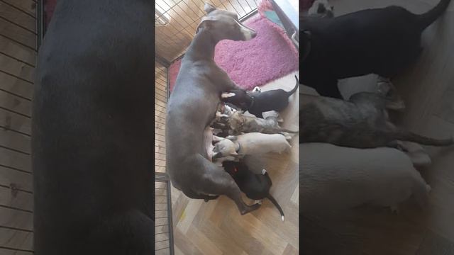 whippet willow feeding her puppies смотреть онлайн