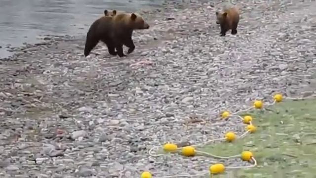 медведи отнимают рыбу у браконьеров     Http://ulov-pripay.ru .