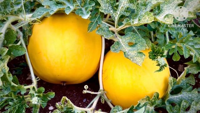 Арбуз «Подарок солнца»!🍉🌼 смотреть онлайн