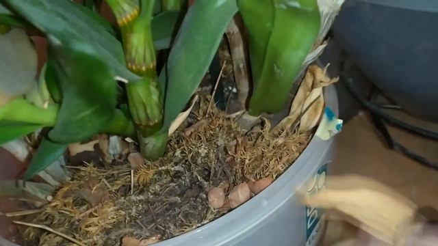 хозяйка орхидей заболела Ковидом 19 что с орхидеями смотреть онлайн