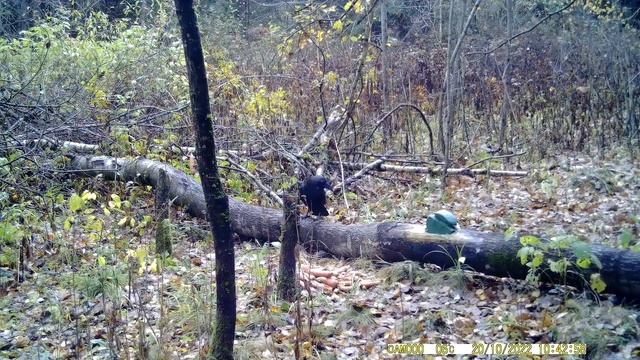 Собака, сойки, ворон и лось на приваде (насыпаны зерна кукурузы и морковь) смотреть онлайн