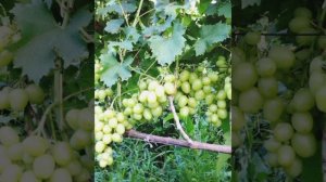 Крупноплодный мускат РАИСА