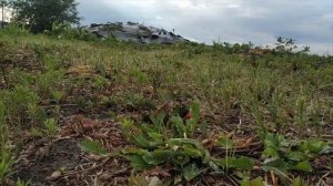 Как избавиться от сорняков и разработать заброшенный участок. Мой личный опыт.