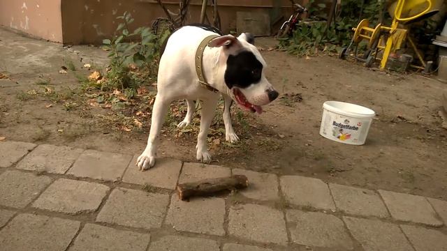 Амстафф Динка смотреть онлайн