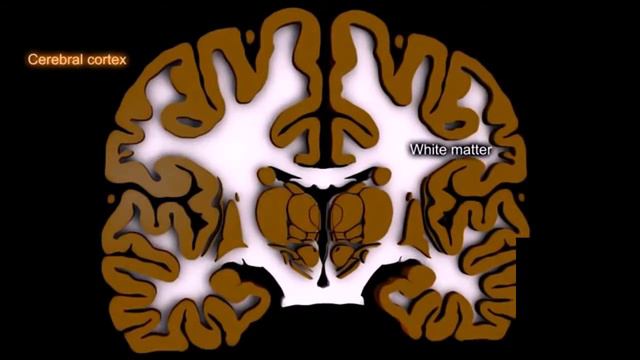 Анатомия полушарий большого мозга смотреть онлайн