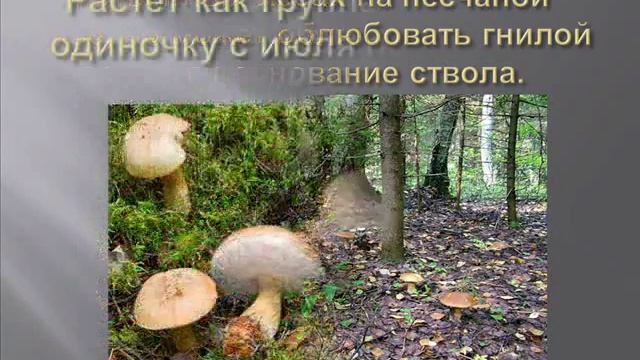 Желчный гриб (горчак). Мини-презентация смотреть онлайн