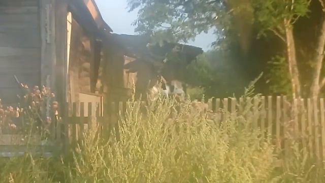 Кошка идет по забору смотреть онлайн