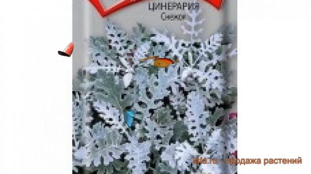 Цинерария обыкновенная Снежок (snezhok) ? цинерария Снежок обзор: как сажать семена цинерарии Снежо смотреть онлайн