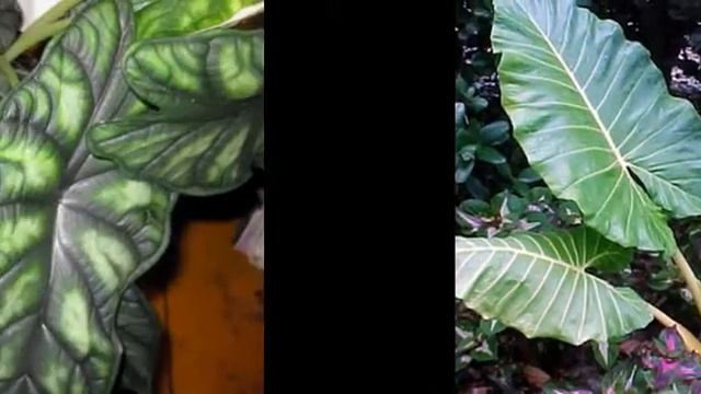 Алоказия кпупнокорнева смотреть онлайн