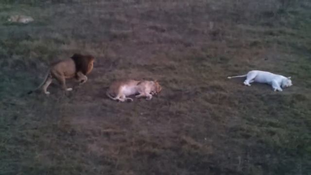 Тайган парк львов смотреть онлайн