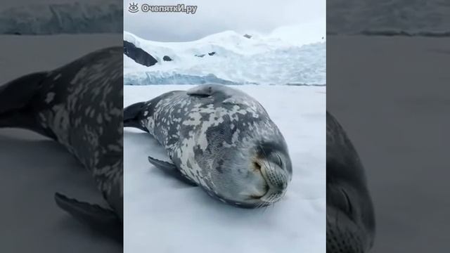 Мурлыканье морского котика смотреть онлайн