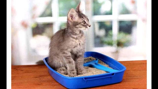 Как понять, что кошка больна смотреть онлайн