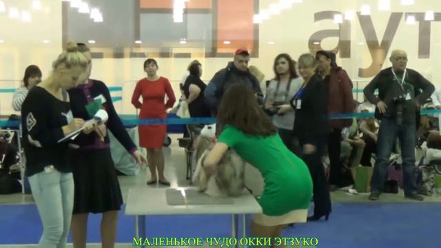 Сука класс юниоров: МАЛЕНЬКОЕ ЧУДО ОККИ ЭТЗУКО смотреть онлайн