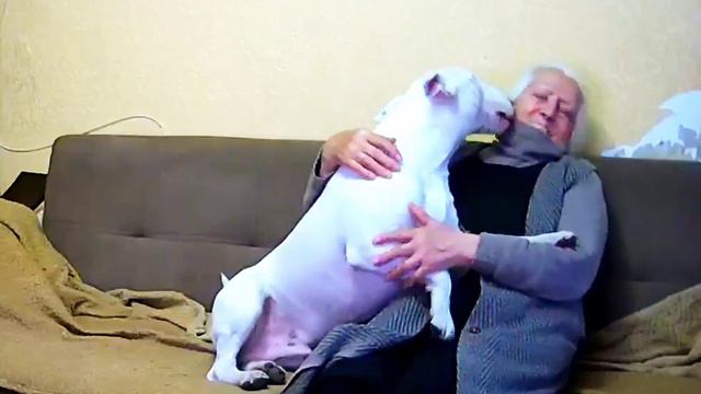 Снап Бультерьер и Бабушка 🥰 смотреть онлайн