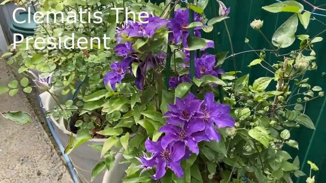 Обработка сада, баковая смесь! Горшечный садик 17 мая 22г смотреть онлайн