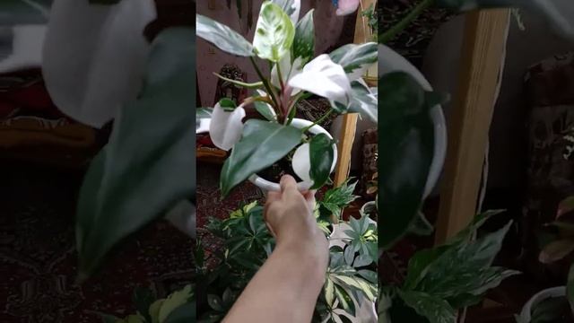 Небольшой обзор Филодендрона "Белая Принцесса" смотреть онлайн