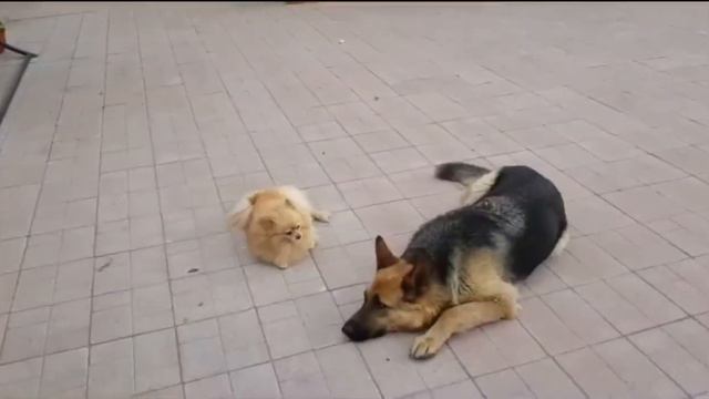 Шпиц.Прогулка с другом.😘 смотреть онлайн