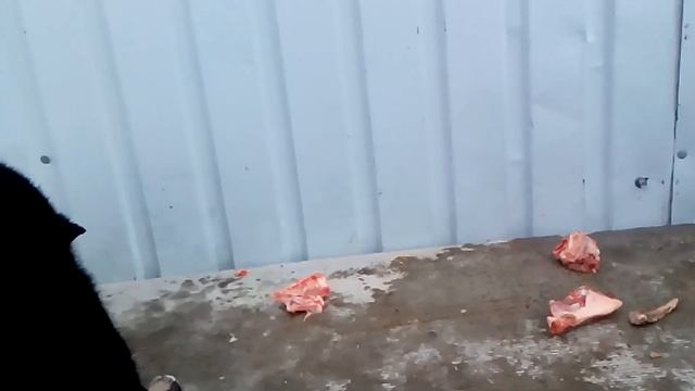 Щенки волкособы 50 дней от роду смотреть онлайн