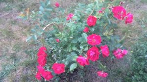 Канадская роза Adelaide Hoodless