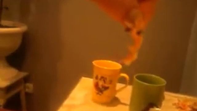 Пьяная креветка смотреть онлайн