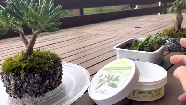 Мой первый бонсай ?. Бонсай из крассулы Хоббит для новичка. смотреть онлайн