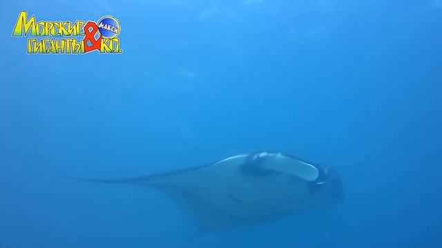 Deagostini МОРСКИЕ ГИГАНТЫ и КО МАКСИ ГИГАНТСКАЯ МАНТА Деагостини распаковка Liska Show смотреть онлайн