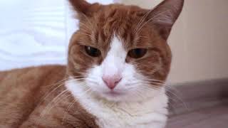 Кошка Люська смотреть онлайн