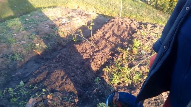 Выращивание моркови после чеснока на целине и удобренной земле смотреть онлайн