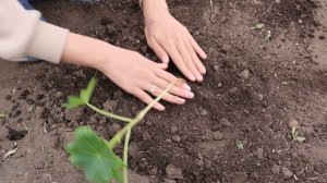 посадка клещевины