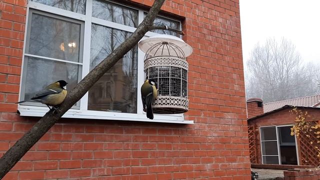 Зимняя сказка. Кормим птиц. смотреть онлайн