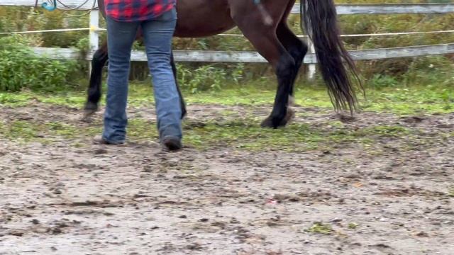 ADOPTING A “STUBBORN” WILD MUSTANG! смотреть онлайн